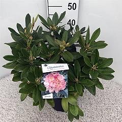 Rhododendron (Y) 'Percy Wiseman'