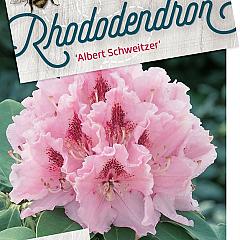 Rhododendron 'Albert Schweitzer'