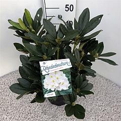 Rhododendron 'Cunningham's White'