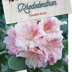 Rhododendron 'Double Dots'