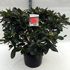 Rhododendron 'Markeeta's Prize'