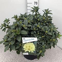 Rhododendron 'Saffrano'