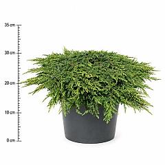 Juniperus comm. 'Green Carpet'