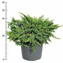 Juniperus conferta 'Schlager'