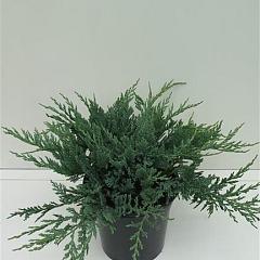 Juniperus hor. 'Blue Chip'