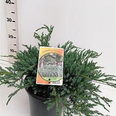 Juniperus squamata 'Blue Carpet'