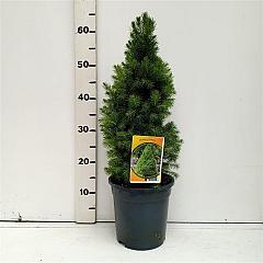 Picea glauca 'Perfecta'