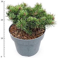 Pinus mugo 'Klosterkötter'