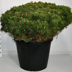 Pinus mugo pumilio