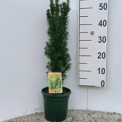 Taxus b. 'Cappenberg'