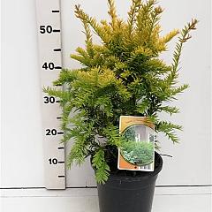 Taxus b. 'Semperaurea'