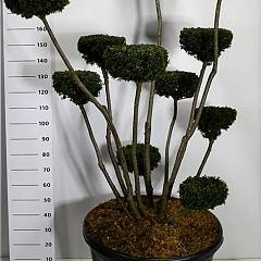 Taxus media 'Hicksii'
