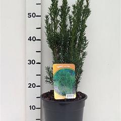 Taxus media 'Hillii'