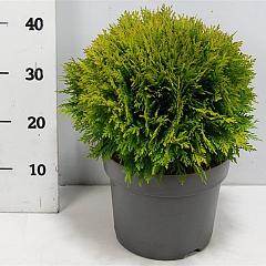 Thuja occ. 'Danica'