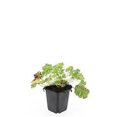 Geranium cantabrig. 'Biokovo'