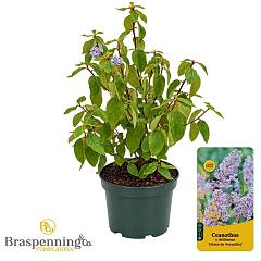 Ceanothus del. 'Gloire de Versaille