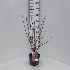Cornus alba 'Baton Rouge'