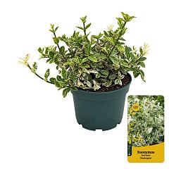 Euonymus fort. 'Harlequin'