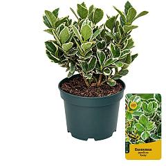 Euonymus jap. 'Kathy'