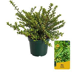 Ilex crenata 'Convexa'