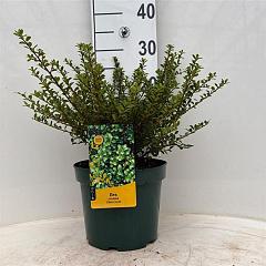 Ilex crenata 'Glory Gem'