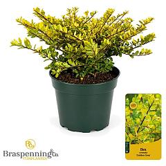 Ilex crenata 'Golden Gem'