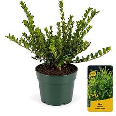 Ilex crenata 'Green Hedge'