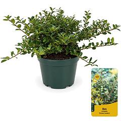 Ilex crenata 'Green Lustre'