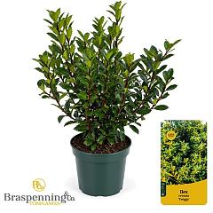 Ilex crenata 'Twiggy'