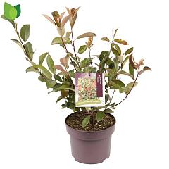 Photinia fraseri 'Red Robin'