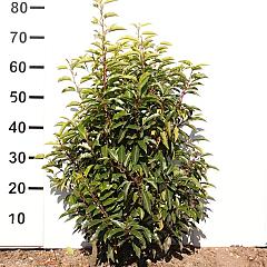 Prunus lusitanica 'Angustifolia'