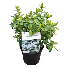 Rhododendron (AJ) 'Adonis'