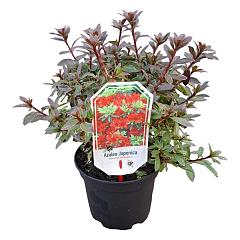 Rhododendron (AJ) 'Geisha Red'
