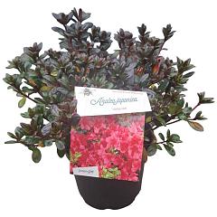 Rhododendron (AJ) 'Little Red' 