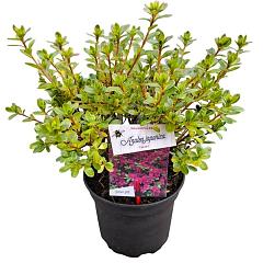 Rhododendron (AJ) 'Takako'