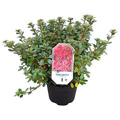 Rhododendron (AJ) 'Vera Maja'