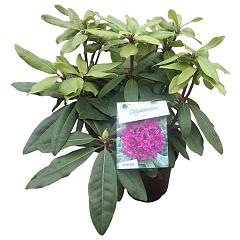 Rhododendron 'Azurro'