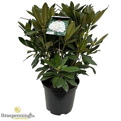 Rhododendron 'Madame Masson'