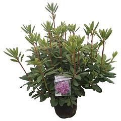 Rhododendron 'Roseum Elegans'