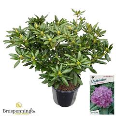 Rhododendron 'Roseum Elegans'