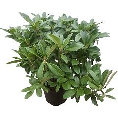 Rhododendron 'Scyphocalix'