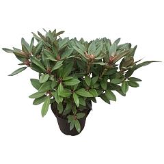 Rhododendron 'Winsome'