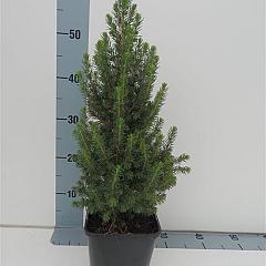 Picea glauca 'Perfecta'