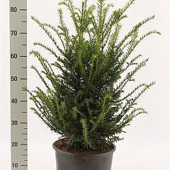 Taxus baccata