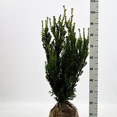Taxus media 'Hillii'