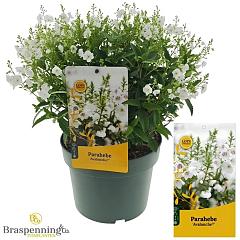 Parahebe catarractae 'Avalanche'