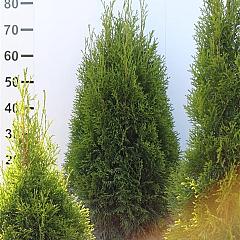 Thuja occ. 'Smaragd'