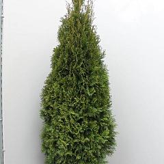 Thuja occ. 'Smaragd'