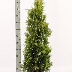 Thuja occ. 'Yellow Ribbon'