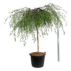 Betula p. 'Youngii'